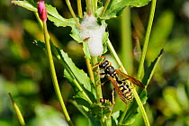 Paper wasp (Polistes dominula) approaching cuckoo spit around developing froghopper (Cercopidae) nymph, Port Cros Island National Park, Hyeres archipelago, France, May.