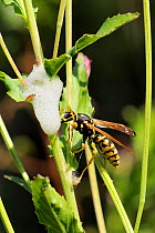 Paper wasp (Polistes dominula) drinking moisture from cuckoo spit around developing froghopper (Cercopidae) nymph, Port Cros Island National Park, Hyeres archipelago, France, May.