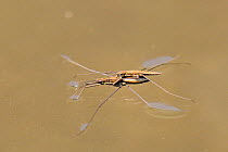 Pond skater / Water strider (Aquarius najas) pair in tandem, with male guarding female on the water surface of a mountain stream. Corsica, France, June.