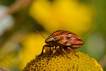 Shield-backed / Jewel bug (Odontotarsus purpureolineatus), sucking plant juices from Crown daisy (Chrysanthemum coronarium), Corsica, France, May.