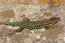 Male Tyrrhenian wall lizard (Podarcis tiliguerta) sun basking on a rock. Corsica, France, May.