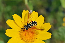 Wasp-mimicking hoverfly (Chrysotoxum cisalpinum) foraging on Crown daisy (Chrysanthemum coronarium), Corsica, France, May.
