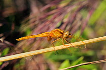 Female yellow-winged darter dragonfly (Sympetrum flaveolum) resting with wings held forwards on a grass stem, Port Cros Island National Park, Hyeres archipelago, France, May.