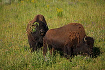 American bison (Bison bison) male with grass in horns, calling during mating season, Wyoming, USA August
