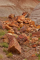 Petrified trees (Araucarioxylon arizonicum) from the Triassic period 200-250 million years ago,  Petrified forest National Park, Arizona, August 2010