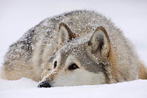 Grey Wolf (Canis lupus)  portrait of male, lying in snow, Captive