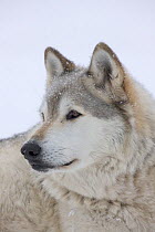 Grey Wolf (Canis lupus) head portrait of male, lying in snow, Captive