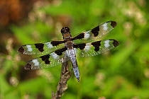 Ten spotted skimmer dragonfly (Libellula pulchella) at rest, USA
