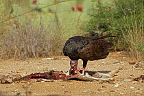 Turkey Vulture (Cathartes aura) feeding on jackrabbit carcass, Sonoran desert, Arizona, USA