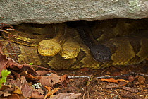 Timber Rattlesnakes (Crotalus horridus) hiding under rock,  USA