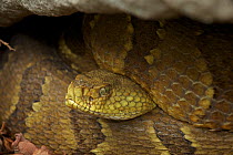 Timber Rattlesnake (Crotalus horridus) hiding under rock,  USA