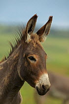 Feral Burro / Donkey (Equus asinus) head portrait, Custer State Park, South Dakota, USA