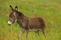 Feral Burro / Donkey foal (Equus asinus) portrait standing in long grass, Custer State Park, South Dakota, USA