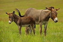 Feral Burro / Donkey (Equus asinus) female and foal, portrait standing in long grass, Custer State Park, South Dakota, USA