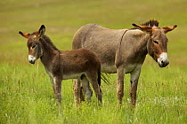 Feral Burro / Donkey (Equus asinus) female and foal, portrait standing in long grass, Custer State Park, South Dakota, USA