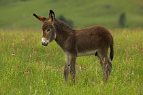 Feral Burro / Donkey foal (Equus asinus) standing in long grass, Custer State Park, South Dakota, USA
