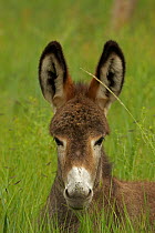 Feral Burro / Donkey foal (Equus asinus) head portrait lying in long grass, Custer State Park, South Dakota, USA