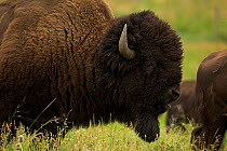 American Bison (Bison bison) male during the rutting season, Wyoming, USA