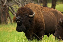 American Bison (Bison bison) male calling during the rutting season, Wyoming, USA