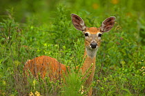 Mule deer (Odocoileus hemionus)  portrait of doe standing in long grass, South Dakota, USA