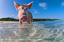 split level view of a domestic pig (Sus domestica) bathing in the sea. Exuma Cays, Bahamas. Tropical West Atlantic Ocean. This family of pigs live on this beach in the Bahamas and enjoy swimming in t...