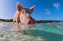 Split level view of a domestic pig (Sus domestica) bathing in the sea. Exuma Cays, Bahamas. Tropical West Atlantic Ocean. This family of pigs live on this beach in the Bahamas and enjoy swimming in t...