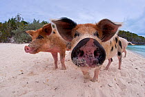 A group of young domestic pigs (Sus domestica) on the beach in the Bahamas. Exuma Cays, Bahamas. Tropical West Atlantic Ocean. This family of pigs live on this beach in the Bahamas and enjoy swimming...