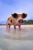 Portrait of a young domestic pig (Sus domestica) paddling in the sea. Exuma Cays, Bahamas. Tropical West Atlantic Ocean. This family of pigs live on this beach in the Bahamas and enjoy swimming in th...