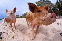 A pair of young domestic pigs (Sus domestica) on the beach in the Bahamas. Exuma Cays, Bahamas. Tropical West Atlantic Ocean. This family of pigs live on this beach in the Bahamas and enjoy swimming...