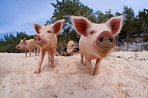 A group of young domestic pigs (Sus domestica) on the beach in the Bahamas. Exuma Cays, Bahamas. Tropical West Atlantic Ocean. This family of pigs live on this beach in the Bahamas and enjoy swimming...