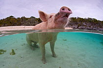 Portrait of a domestic pig (Sus domestica) sitting in the sea. Exuma Cays, Bahamas. Tropical West Atlantic Ocean.~This family of pigs live on this beach in the Bahamas and enjoy swimming in the sea.