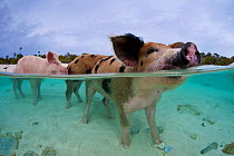 A family group of domestic pigs (Sus domestica) bathing in the sea. Exuma Cays, Bahamas. Tropical West Atlantic Ocean. This family of pigs live on this beach in the Bahamas and enjoy swimming in the...