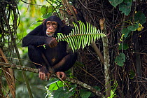 Western chimpazee (Pan troglodytes verus) juvenile female 'Joya' aged 6 years feeding on a fern, Bossou Forest, Mont Nimba, Guinea. December 2010.
