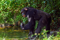 Western chimpazee (Pan troglodytes verus) young male 'Peley' aged 12 years using a tool made from a stem for 'Algae Scooping', Bossou Forest, Mont Nimba, Guinea. December 2010.