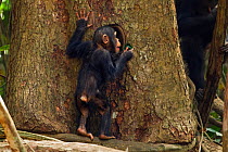Western chimpazee (Pan troglodytes verus) infant male 'Flanle' aged 3 years using a leaf tool as a sponge to drink water from a hole in a tree, Bossou Forest, Mont Nimba, Guinea. January 2011. Sequenc...