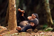 Western chimpanzee (Pan troglodytes verus) infant male 'Flanle' aged 3 years playing on ground, Bossou Forest, Mont Nimba, Guinea. January 2011.