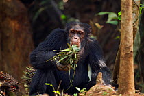 Western chimpanzee, male 'Tua' aged 53 years curious about a 'head support' used by villagers to carry heavy items made from palm leaves (Pan troglodytes verus). Bossou Forest, Mont Nimba, Guinea. Jan...