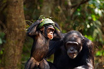 Western chimpazee (Pan troglodytes verus) infant male 'Flanle' aged 3 years wearing on his head a 'head support' used by villagers to carry heavy items made from palm leaves, with mother nearby, Bosso...