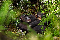 Western chimpazee (Pan troglodytes verus) female 'Pama' aged 43 years sitting with infant male 'Flanle' aged 3 years, Bossou Forest, Mont Nimba, Guinea. December 2010.