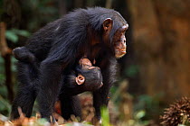 Western chimpazee (Pan troglodytes verus) infant male 'Flanle' aged 3 years trying to suckle from his mother 'Fanle' aged 13 years while she tries to crack nuts, Bossou Forest, Mont Nimba, Guinea. Jan...
