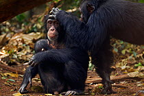 Western chimpazee (Pan troglodytes verus) female 'Fanle' aged 13 years with suckling male infant 'Flanle' aged 3 years being groomed by alpha male 'Foaf' aged 30 years, Bossou Forest, Mont Nimba, Guin...