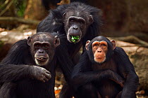 Western chimpazee (Pan troglodytes verus) females 'Yo' aged 49 years, 'Fana' aged 54 years and juvenile female 'Joya' aged 6 years sitting portrait, Bossou Forest, Mont Nimba, Guinea. January 2011.