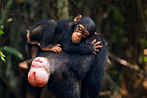 Western chimpazee (Pan troglodytes verus) infant male 'Flanle' aged 3 years riding on his mothers back - note six digits to right hand which may be a result of inter breeding within such a small commu...
