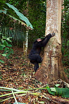 Western chimpanzee (Pan troglodytes verus)   young male 'Jeje' aged 13 years coming down a tree, Bossou Forest, Mont Nimba, Guinea. January 2011.