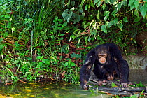 Western chimpanzee (Pan troglodytes verus)   young male 'Jeje' aged 13 years using a tool made from a stem for 'Algae Scooping' from water, Bossou Forest, Mont Nimba, Guinea. December 2010.