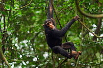 Western chimpanzee (Pan troglodytes verus)   juvenile female 'Joya' aged 6 years swinging through trees, Bossou Forest, Mont Nimba, Guinea. December 2010.