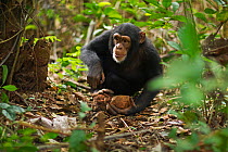 Western chimpanzee (Pan troglodytes verus)   juvenile female 'Joya' aged 6 years using rocks as tools to crack open palm oil nuts, Bossou Forest, Mont Nimba, Guinea. December 2010. Sequence 1 of 3.