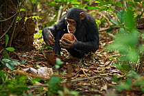 Western chimpanzee (Pan troglodytes verus)   juvenile female 'Joya' aged 6 years using rocks as tools to crack open palm oil nuts, Bossou Forest, Mont Nimba, Guinea. December 2010. Sequence 2 of 3.