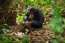 Western chimpanzee (Pan troglodytes verus)   juvenile female 'Joya' aged 6 years using rocks as tools to crack open palm oil nuts, Bossou Forest, Mont Nimba, Guinea. December 2010. Sequence 3 of 3.