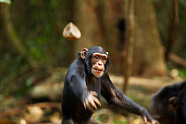 Western chimpanzee (Pan troglodytes verus)   juvenile female 'Joya' aged 6 years throwing rocks at other chimpanzees, Bossou Forest, Mont Nimba, Guinea. January 2011